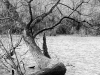 Lumières d'hiver